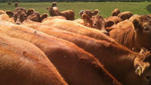 cows summer rural