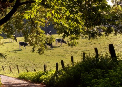 cows meadow forest