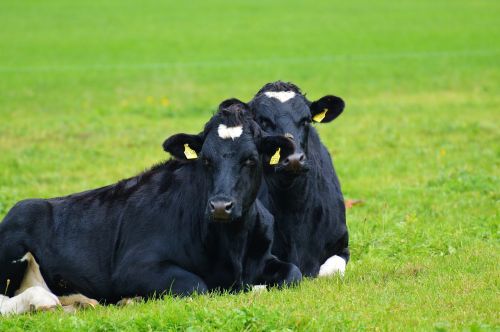 cows black cow