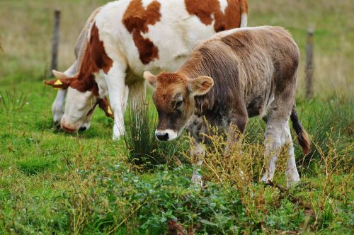 cows allgäu cute