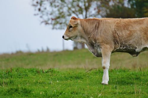 cows allgäu cute