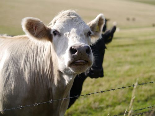 cows pasture tongue