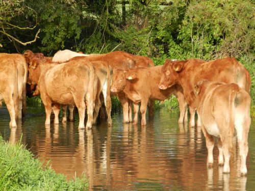 Cows At River Crossing