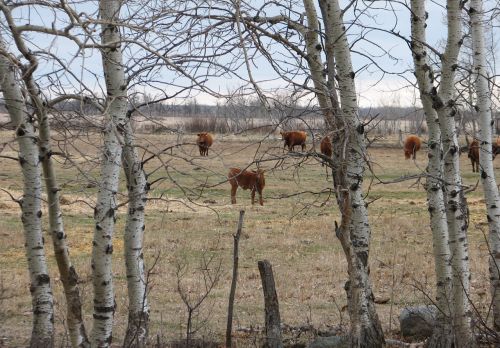 Cows Calves In The Pasture