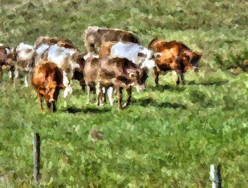 Cows In The Field