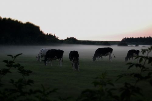 cows in the fog graze nature