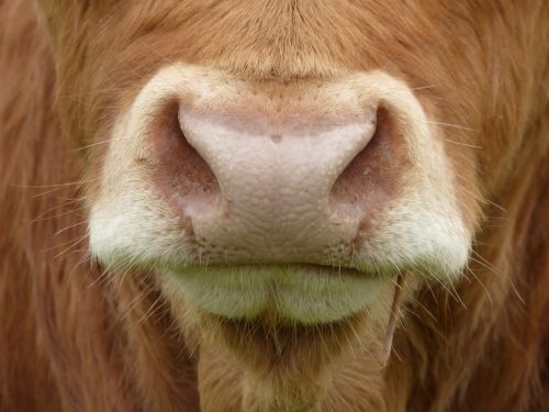 cows nose cow mammal