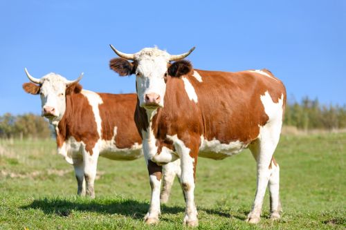 cows on pasture milk beef cattle