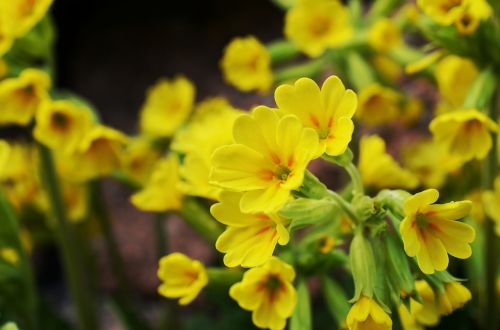 cowslip spring yellow