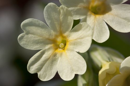 cowslip harbinger of spring blossom