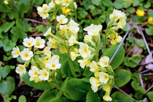 cowslip flowers bright yellow