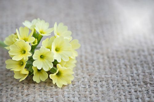 cowslip flower flowers