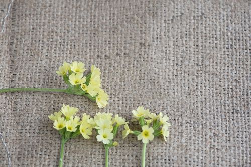 cowslip yellow flowers