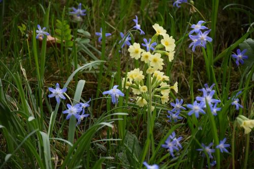 cowslip spring bloom