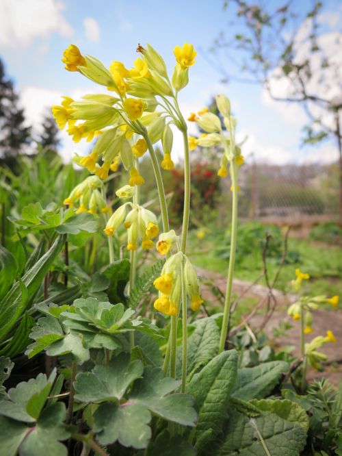 cowslip flowers yellow