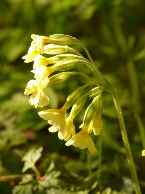 cowslip primrose plant