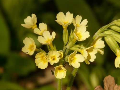 cowslip primrose plant