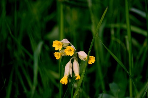 cowslip  nature  plant