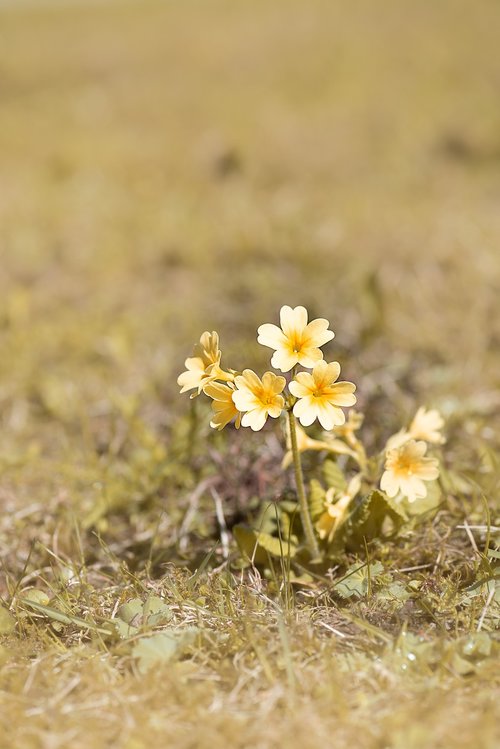 cowslip  flower  yellow