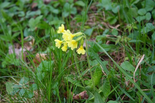 cowslip  plant  nature