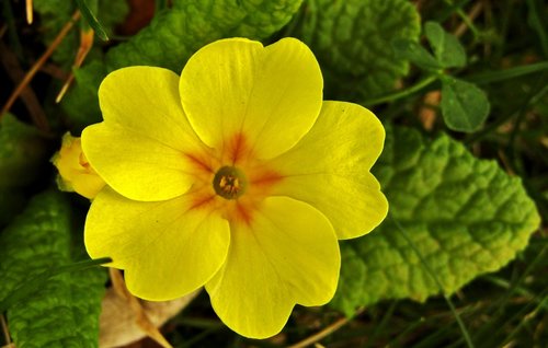 cowslip  spring  yellow