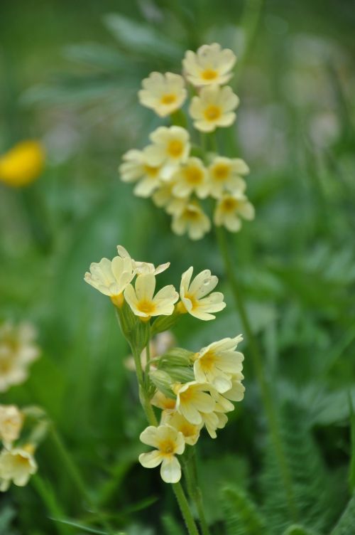 cowslip flowers yellow