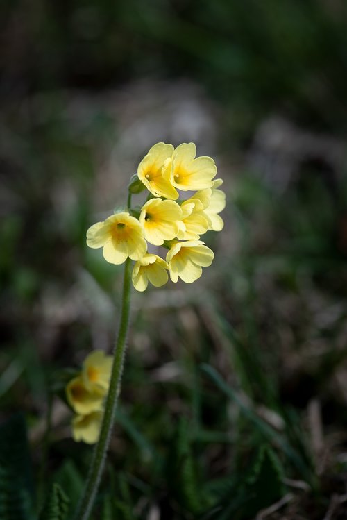 cowslip  pointed flower  yellow