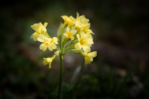 cowslip  yellow  flowers