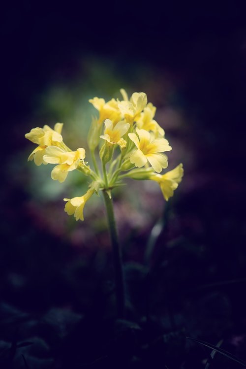 cowslip  flower  yellow
