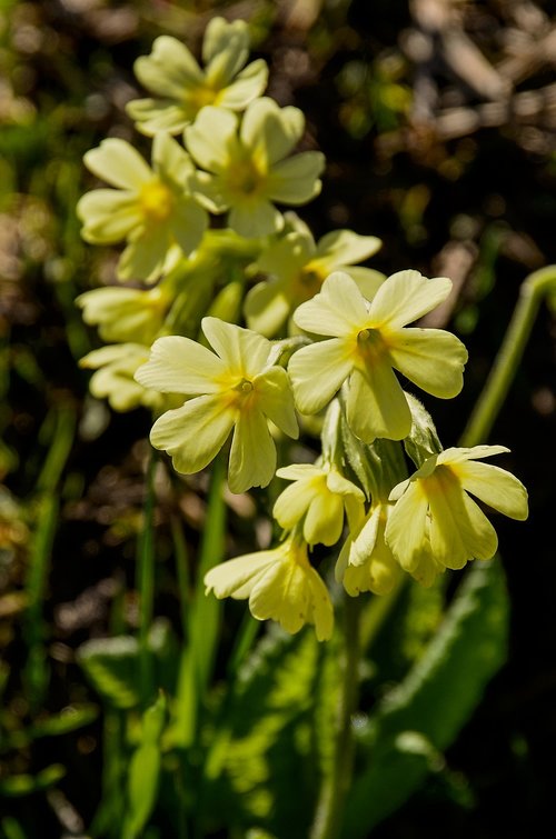 cowslip  yellow  pointed flower