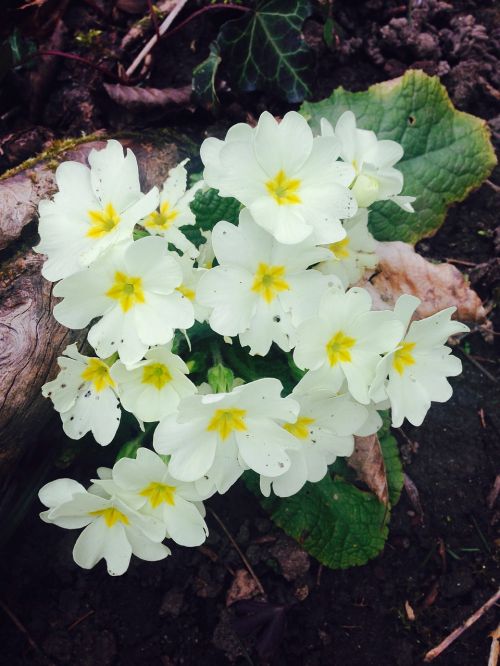 cowslip flowers white