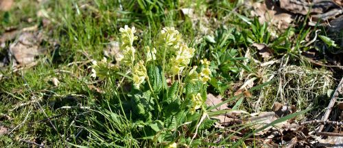 cowslip flower early bloomer