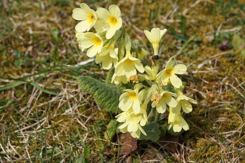 cowslip flower spring