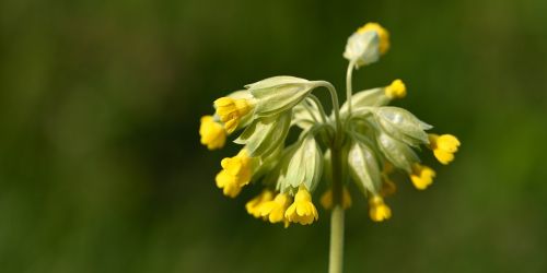 cowslip spring flower pointed flower