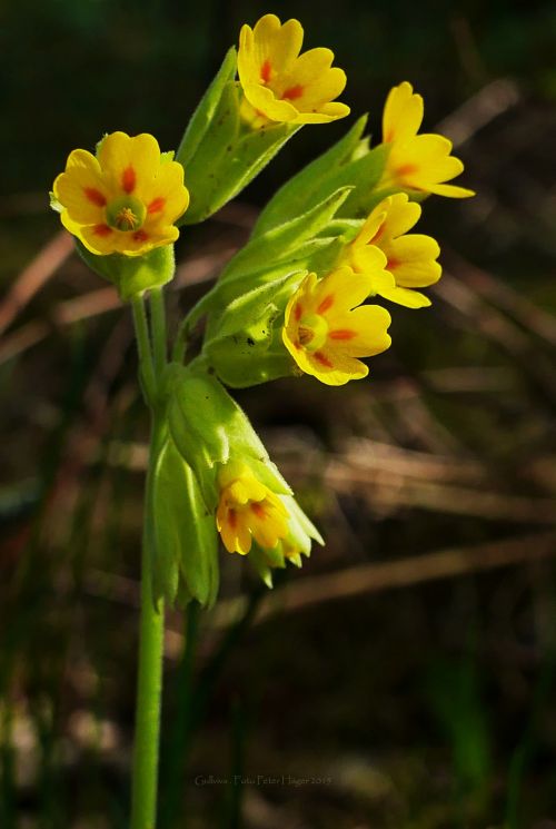 Cowslip Flowers