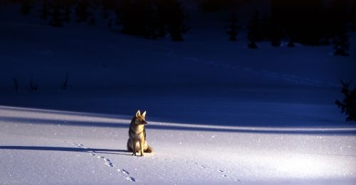 coyote snow wildlife