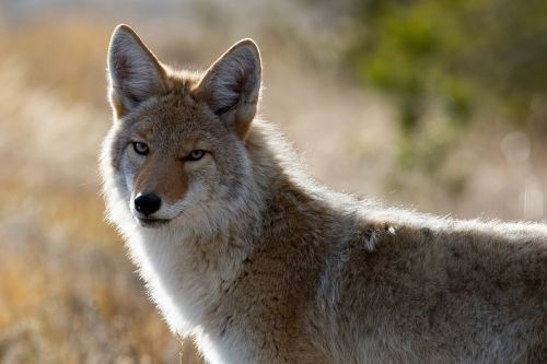 coyote wildlife nature