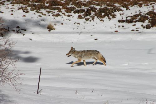 coyote animal winter