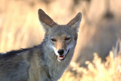 coyote wildlife nature