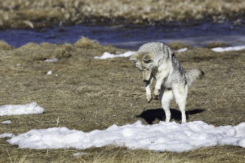 coyote jumping wildlife