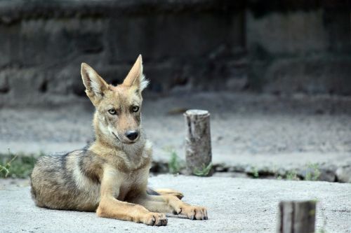 coyote animal zoo