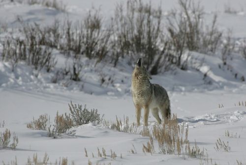 coyote howling wildlife