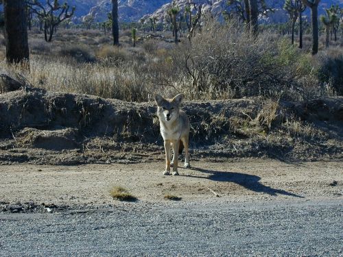 coyote prairie wolf steppenwolf