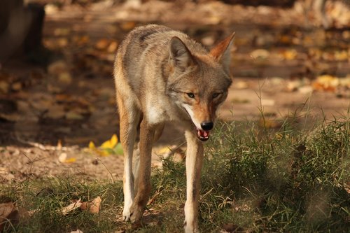 coyote  animal  predator