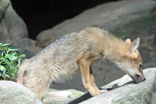 coyote  animals  zoo