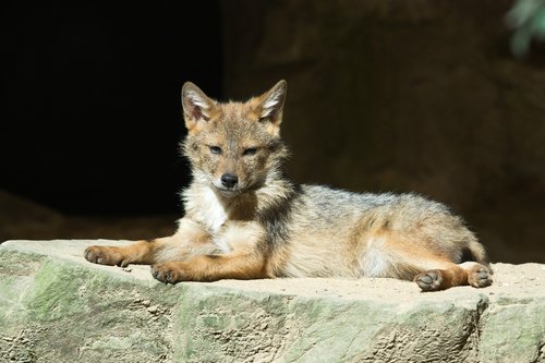 coyote  animals  zoo