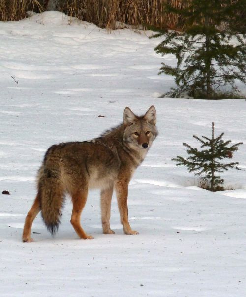 coyote canis latrans animal