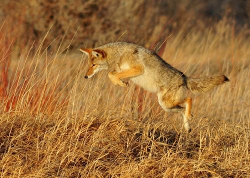 coyote leaping predator