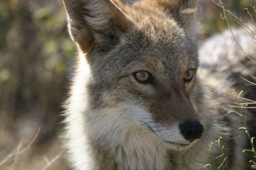 coyote wildlife nature