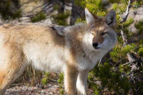 coyote wildlife nature